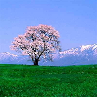 澳大与澳门协和医院联合临床医学研究中心揭牌